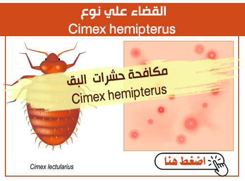 مكافحة حشرات البق Cimex hemipterus