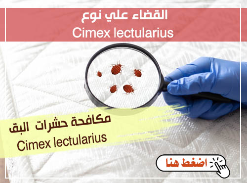 مكافحة حشرات الفراش Cimex lectularius