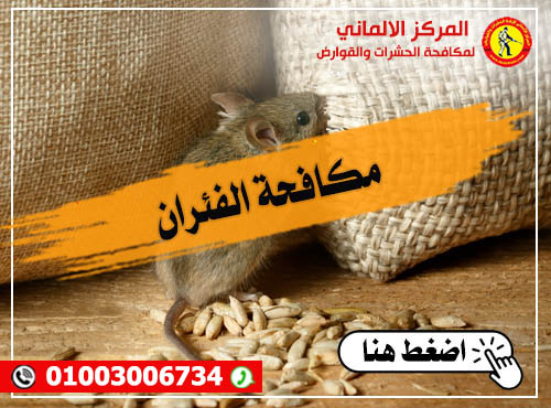 مكافحة الفئران بأنواعها - المركز الالماني لمكافحة الحشرات