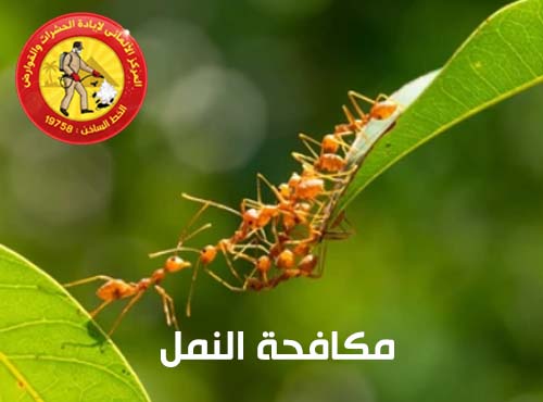 مكافحة النمل