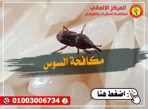 مكافحة السوس-المركز الالماني لمكافحة الحشرات